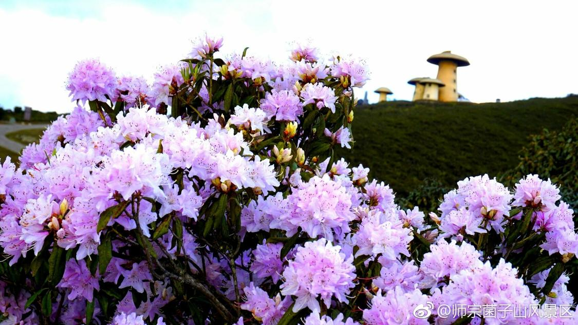 ks业务代20双击：AI技术助力企业绩效新突破